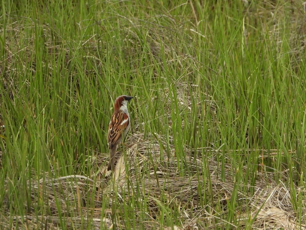 House Sparrow - ML240958931