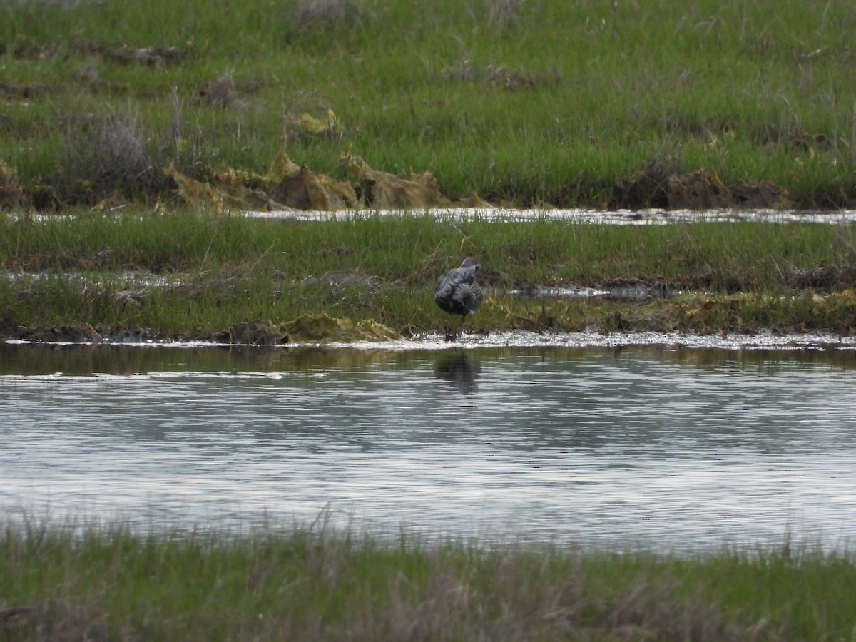 Black-bellied Plover - Tom Marsan-Ryan