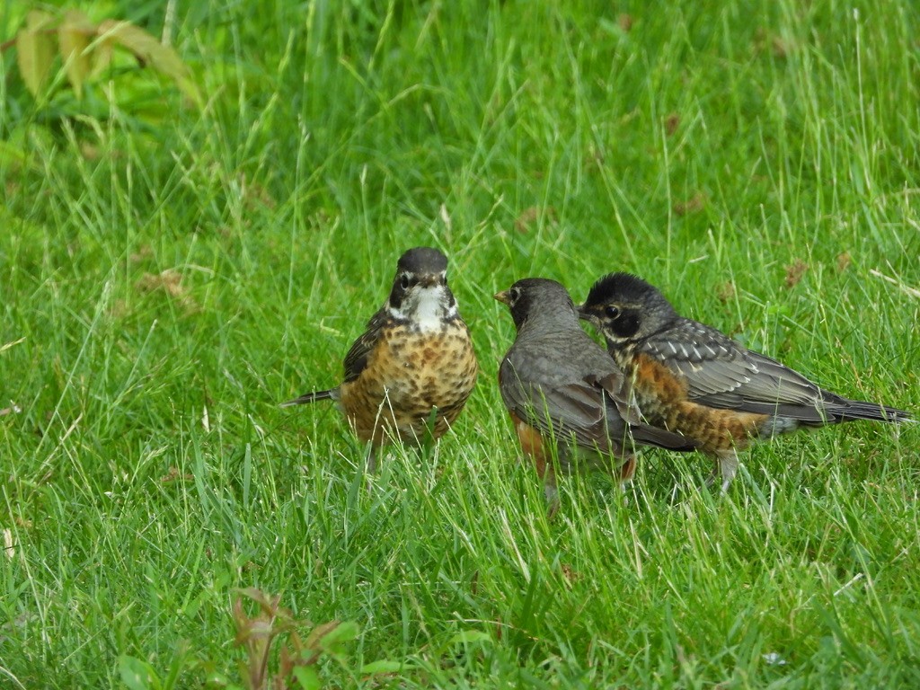 American Robin - Tom Marsan-Ryan