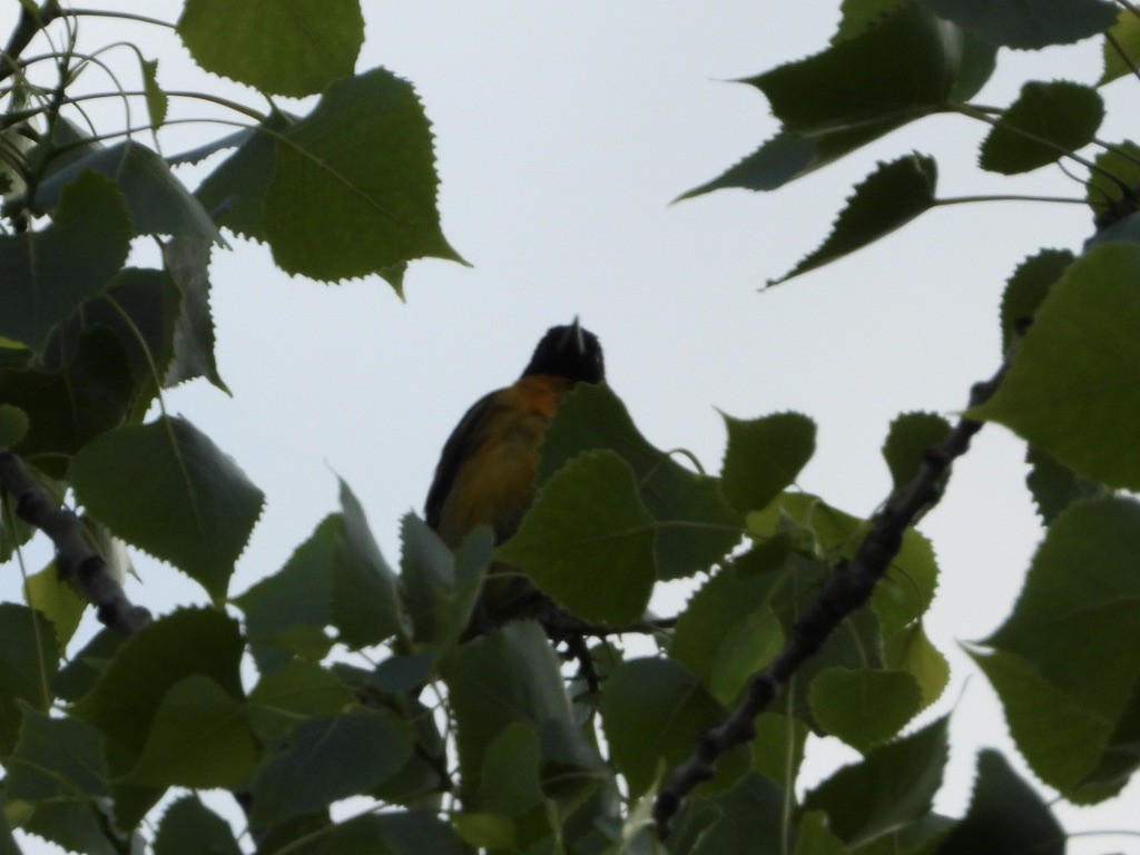 Baltimore Oriole - Tom Marsan-Ryan