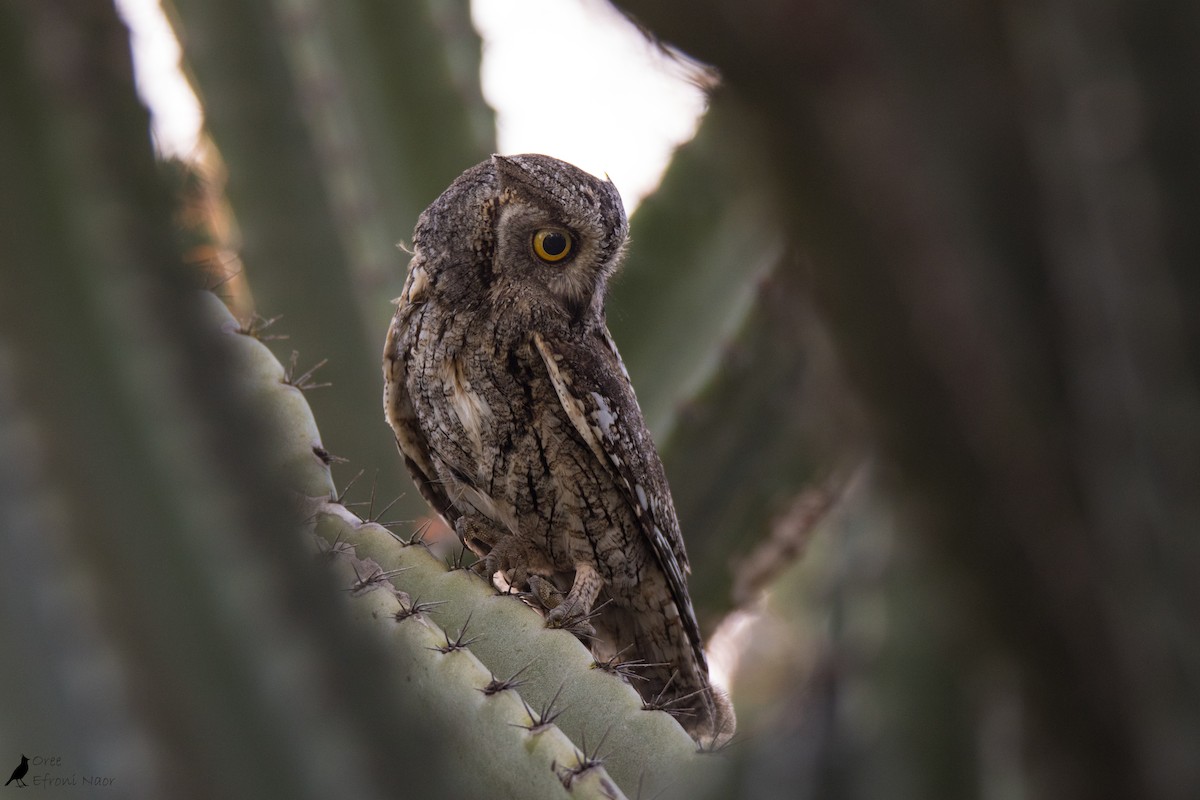 Eurasian Scops-Owl - ML240960211