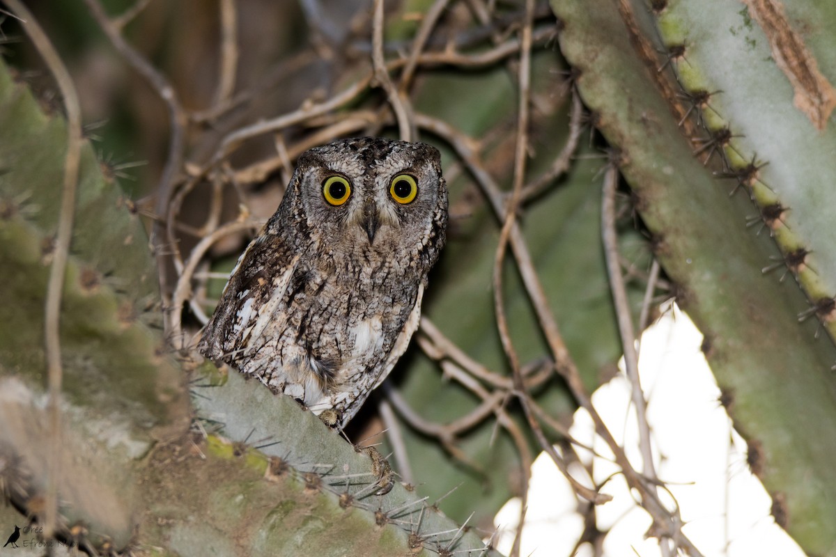 Ердийн орволго - ML240960221