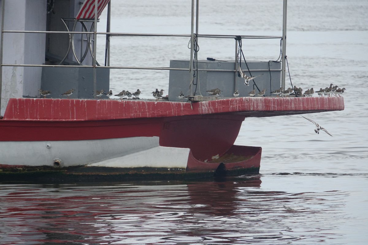 Ruddy Turnstone - ML240963241