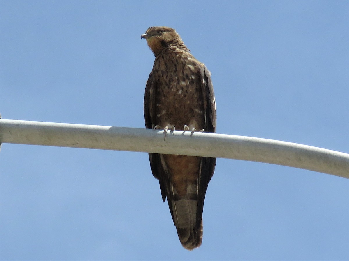 European Honey-buzzard - ML240963811