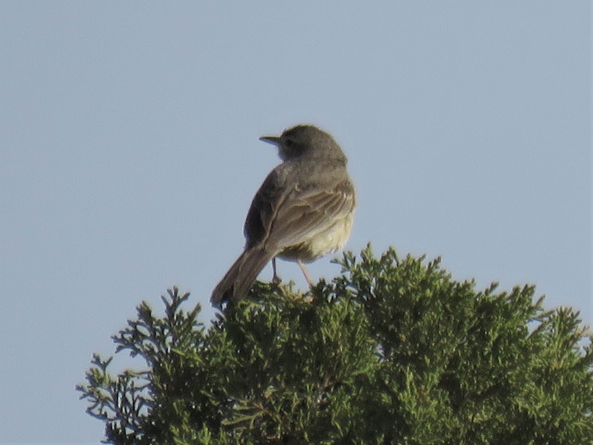 Long-billed Pipit - ML240963871