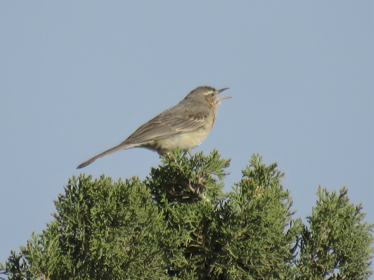 Long-billed Pipit - ML240963881