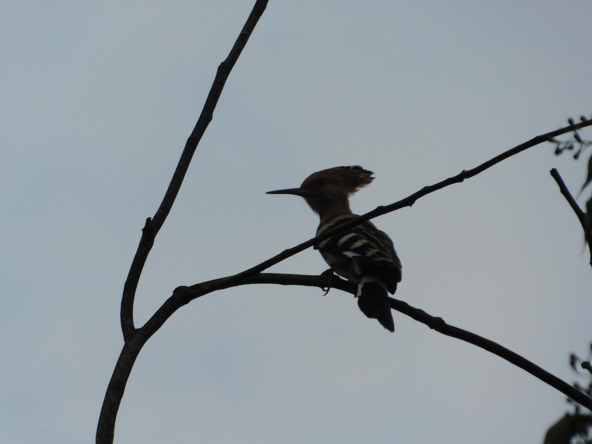 Eurasian Hoopoe - ML240963921