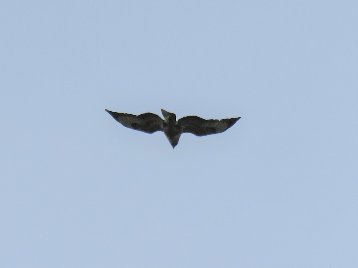 Red Kite - ML240966101