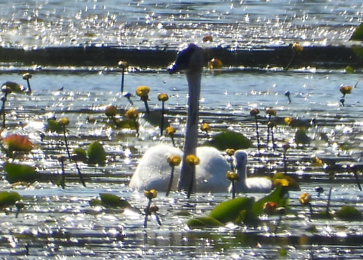 Trumpeter Swan - ML240966311