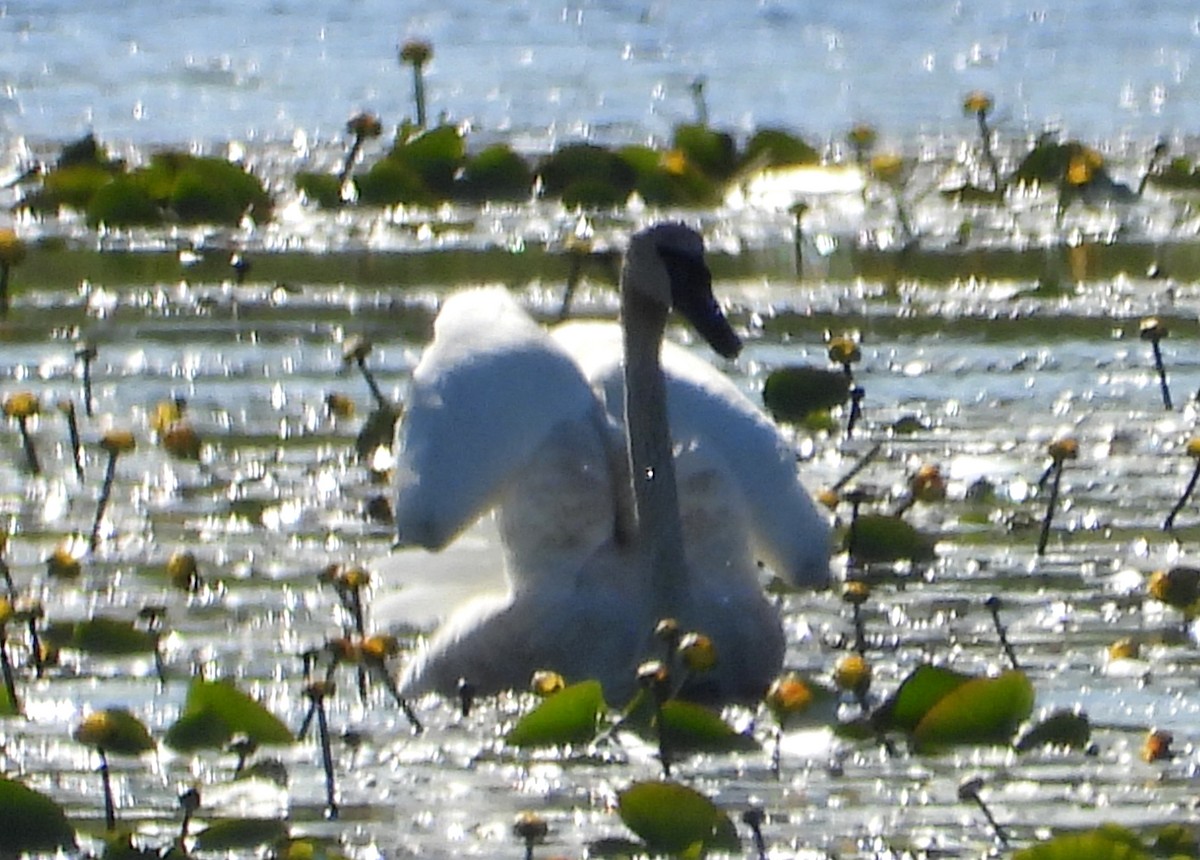 Trumpeter Swan - ML240966321