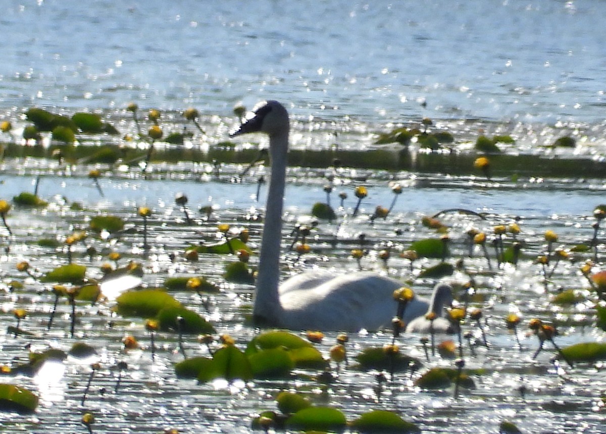 Trumpeter Swan - ML240966391