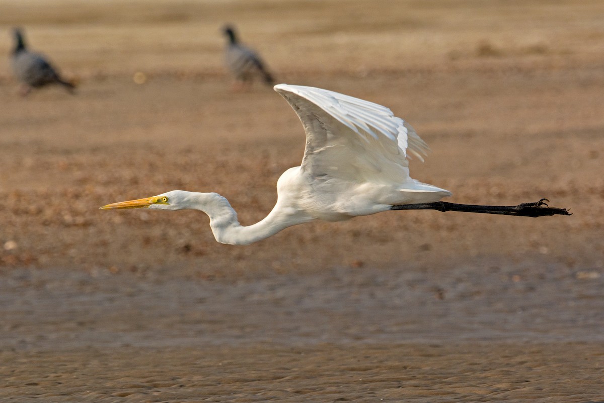 Great Egret - Aseem Kothiala