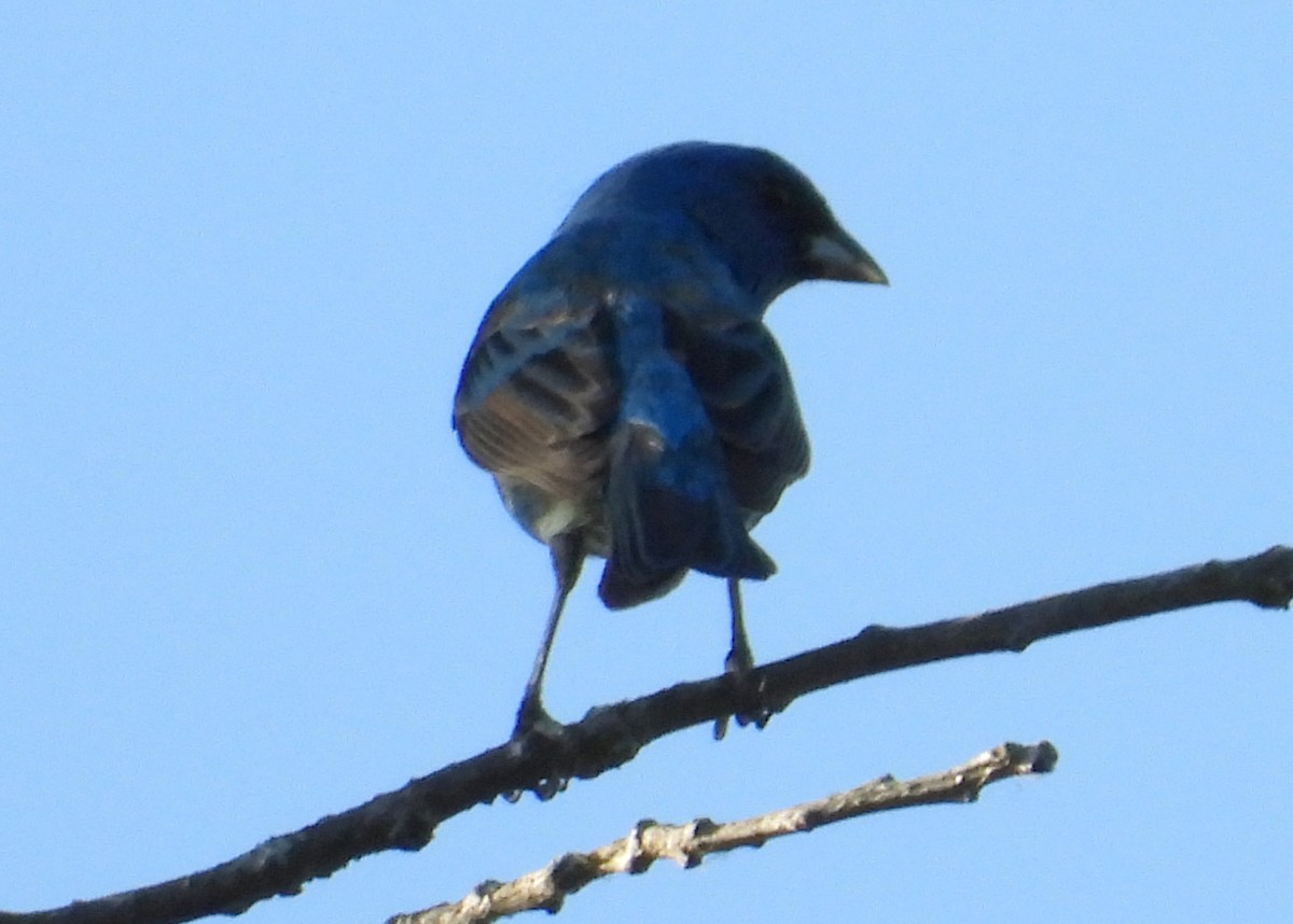 Indigo Bunting - ML240966551