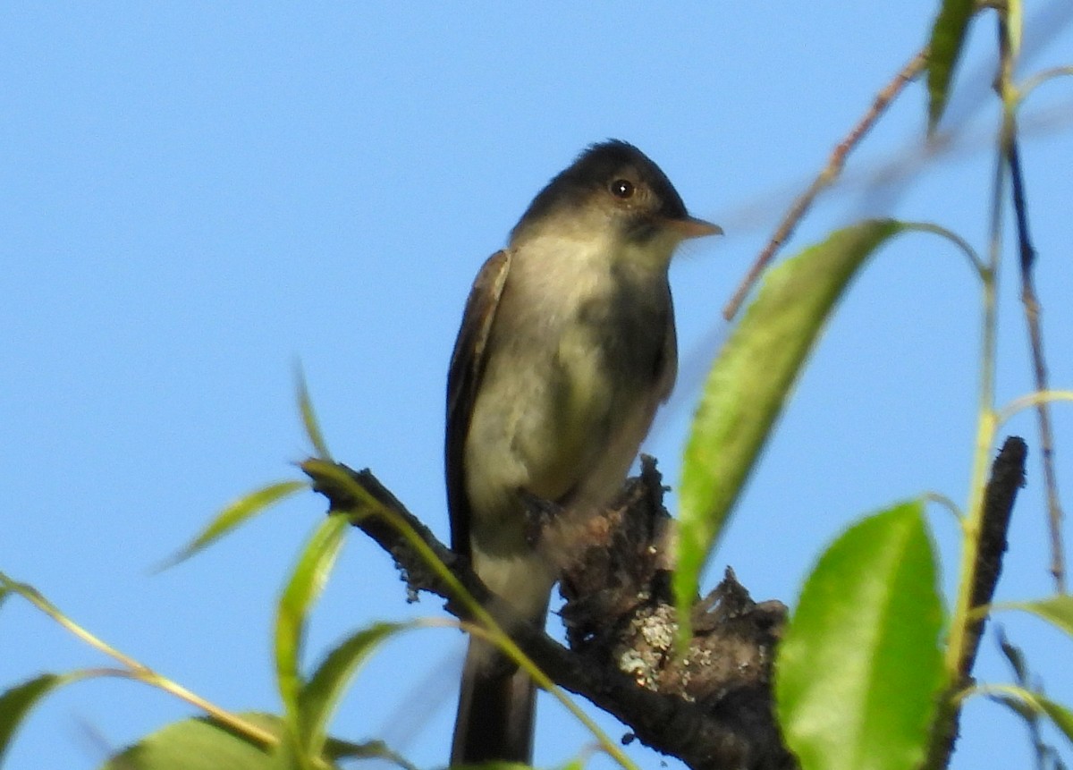 Eastern Wood-Pewee - ML240967601