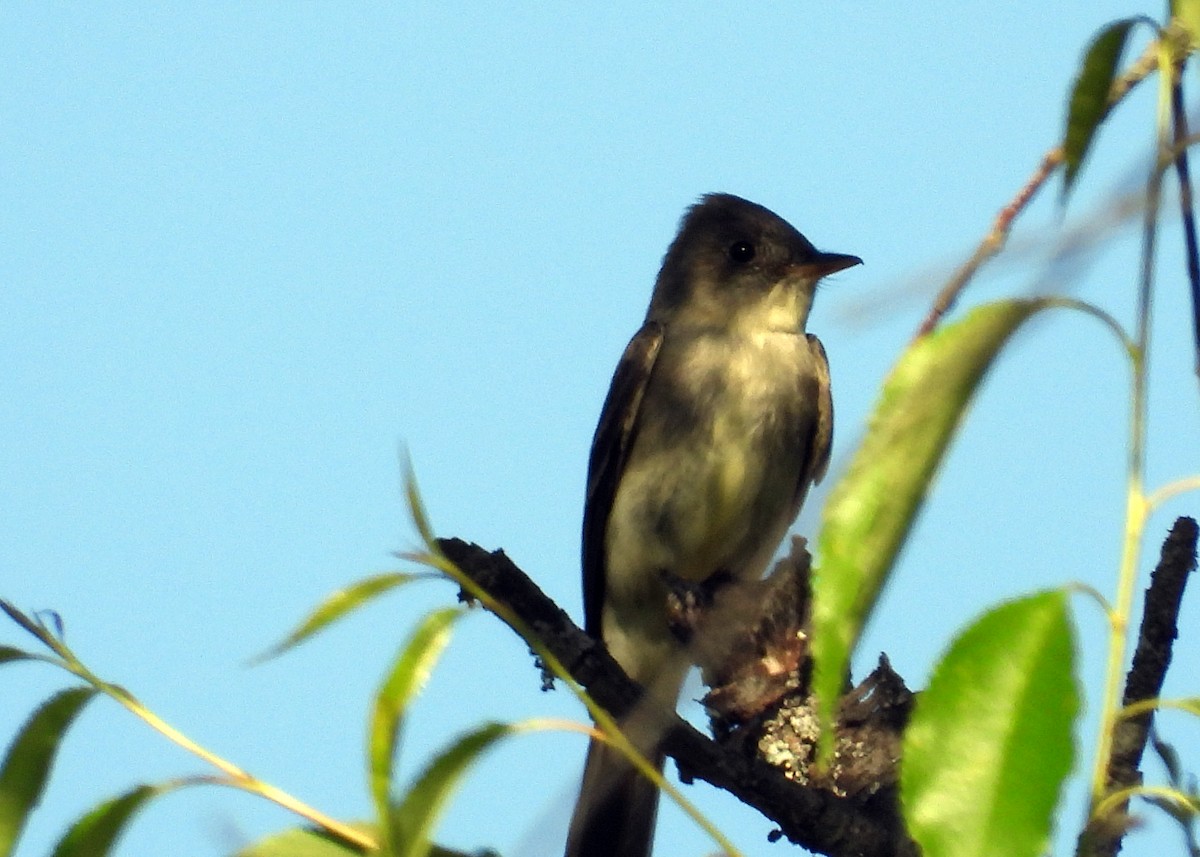 Eastern Wood-Pewee - ML240967631