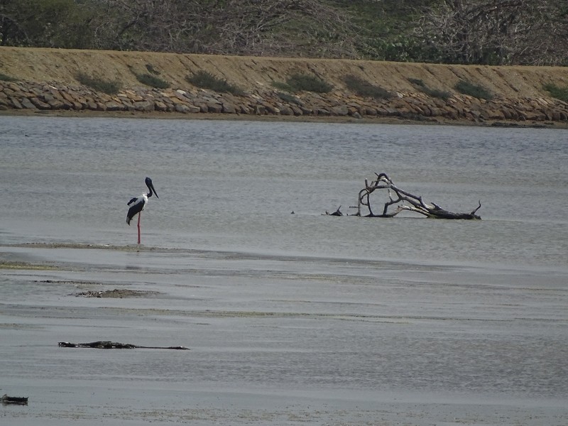 Black-necked Stork - ML240969251