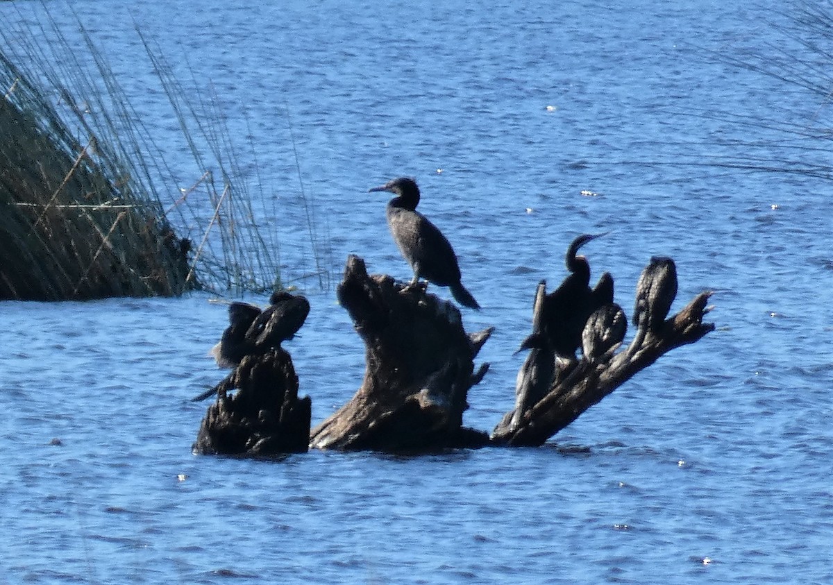 Great Cormorant - John Kooistra