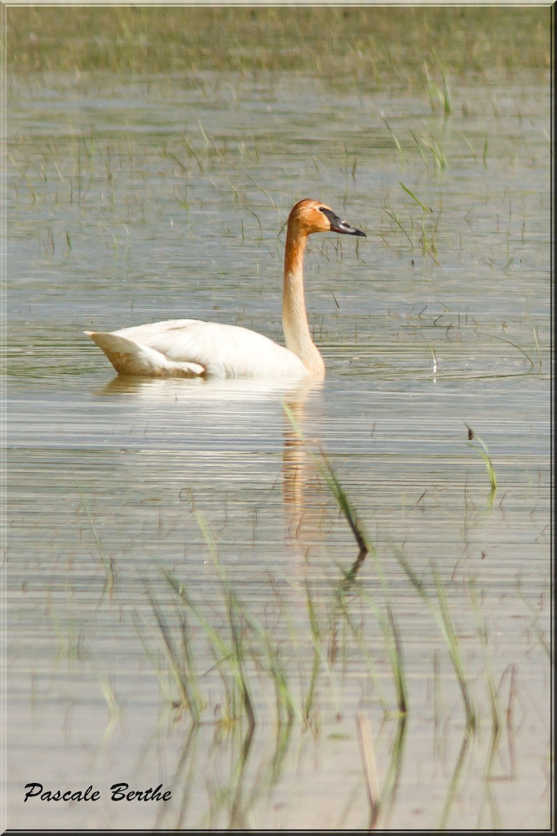 Trumpeter Swan - ML240970261