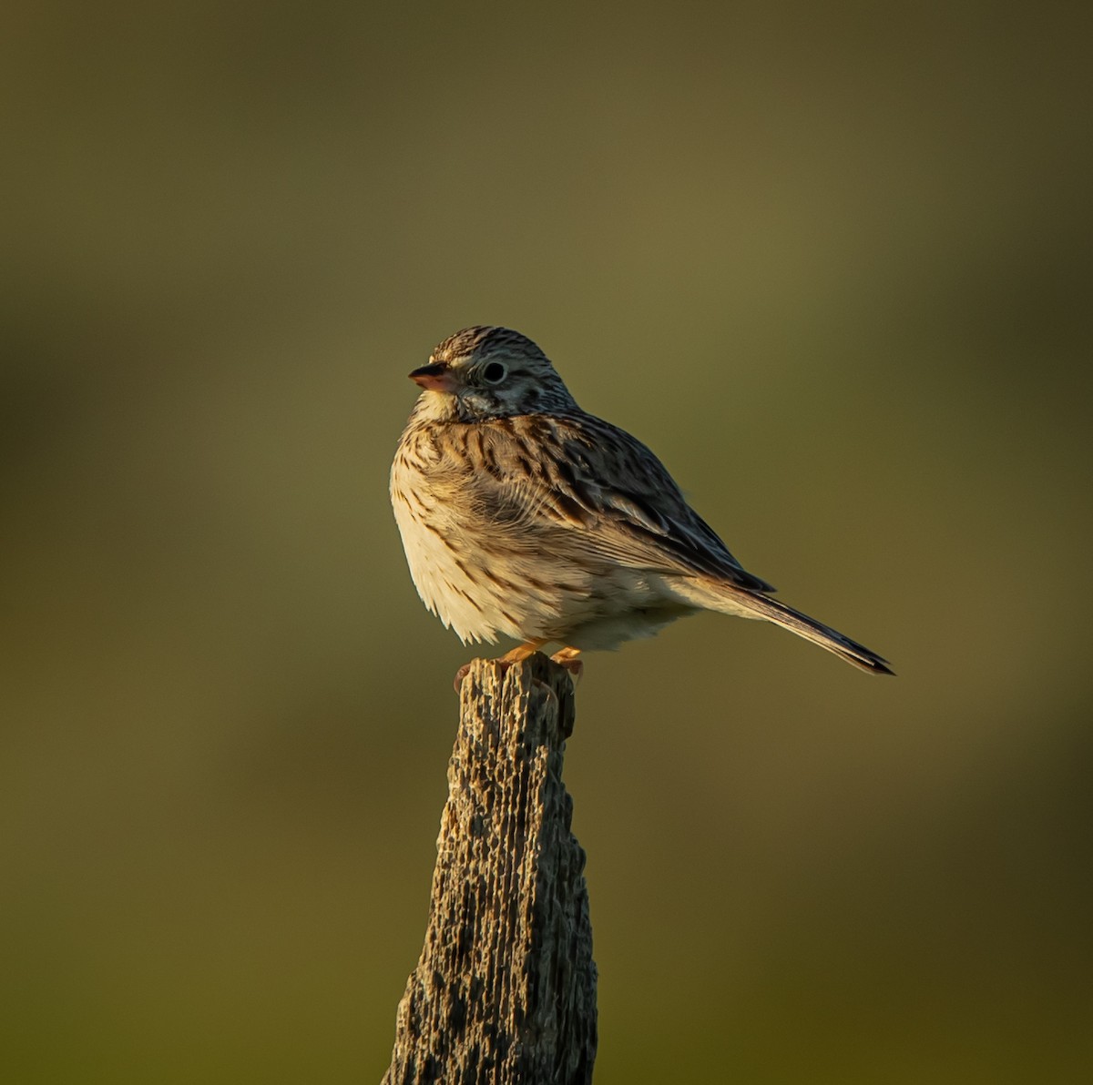 Savannah Sparrow - ML240970831