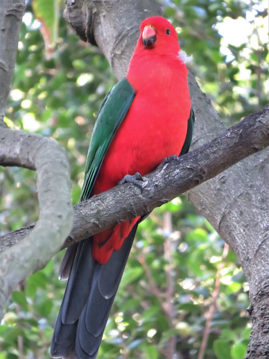 Avustralya Kral Papağanı - ML240971121