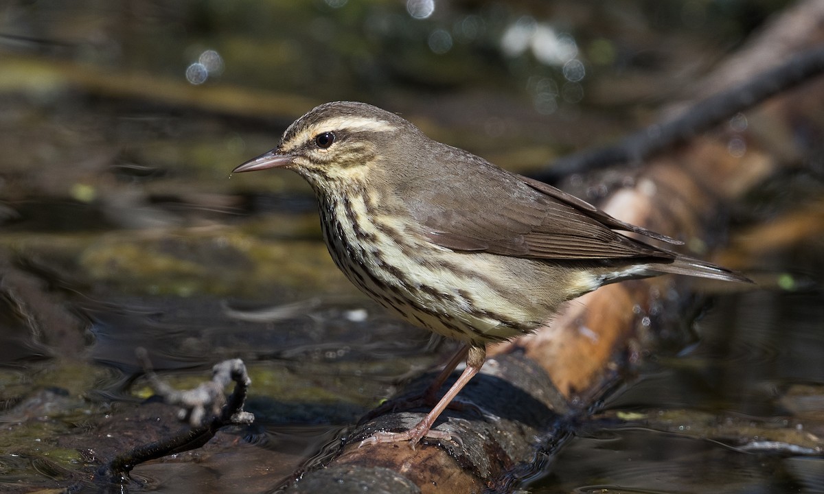 Northern Waterthrush - ML240972181