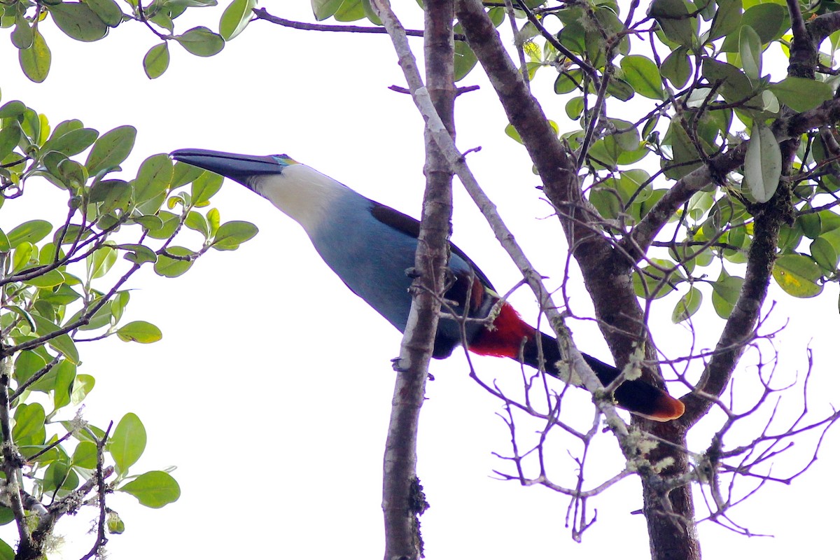 Toucan à bec noir - ML24097261