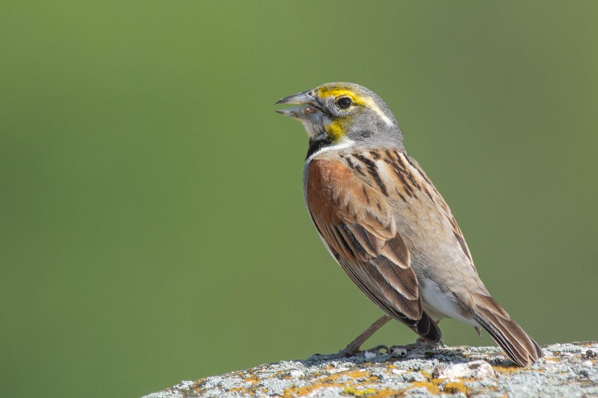 Dickcissel d'Amérique - ML240972871