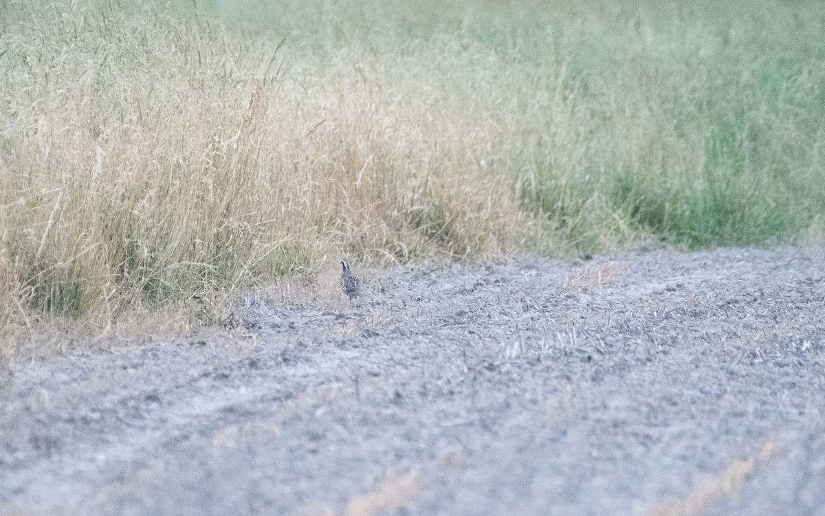 Northern Bobwhite - Christopher Gilbert