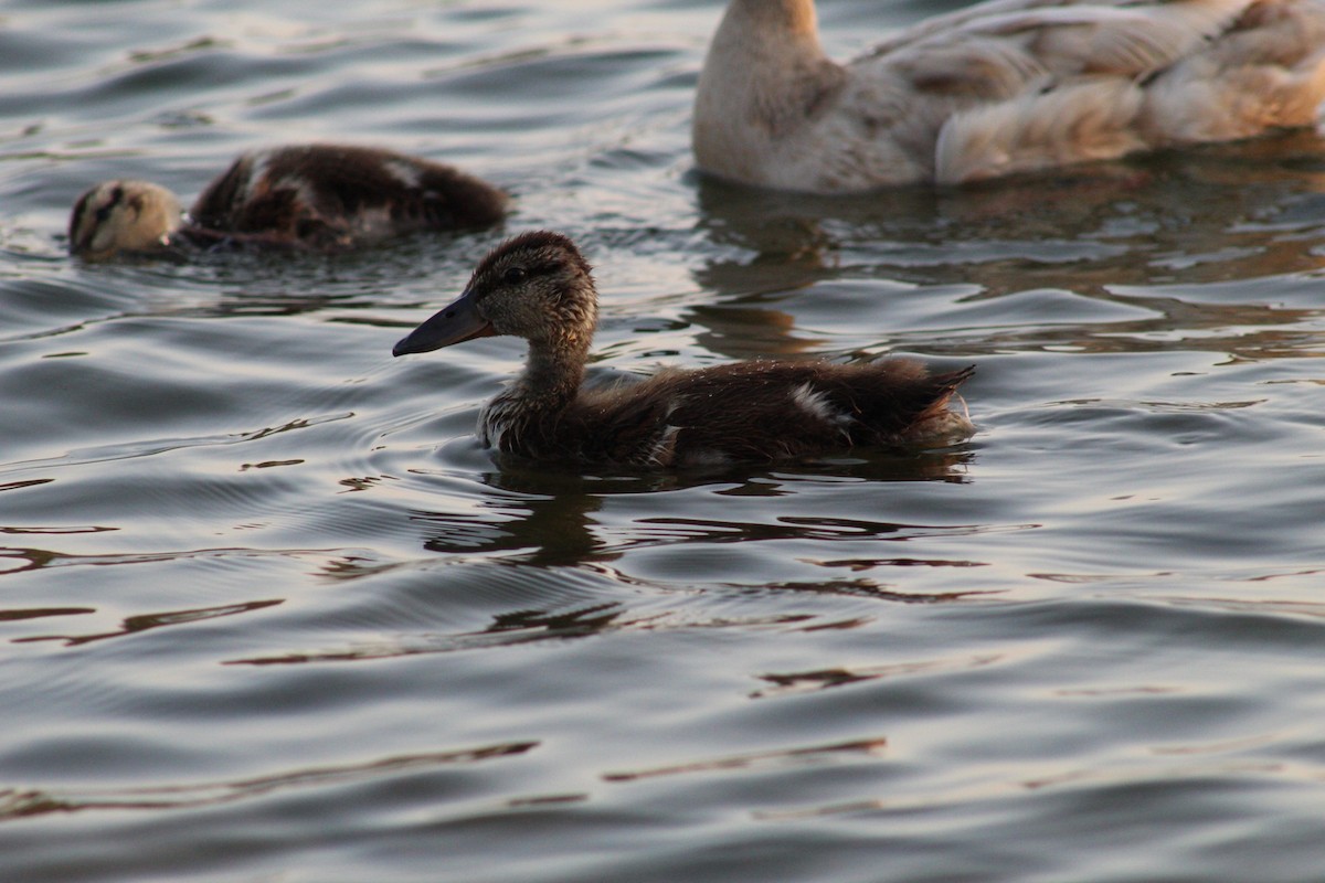 Mallard - Zakary Hambsch