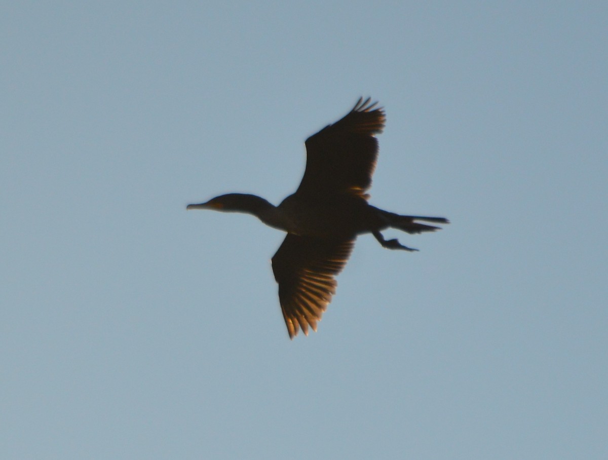 Double-crested Cormorant - ML24097471