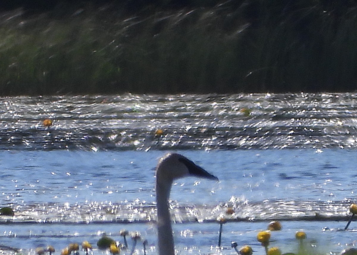 Trumpeter Swan - ML240974751