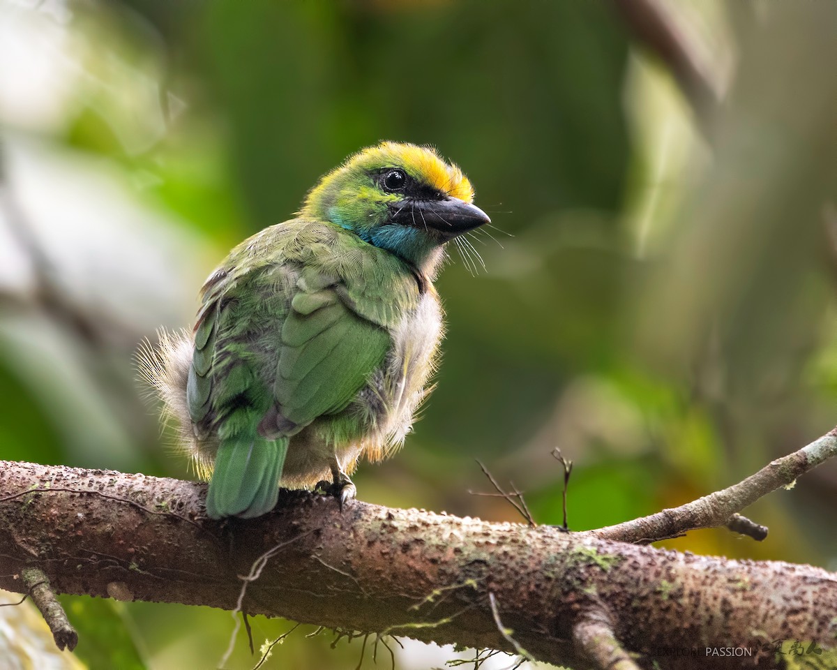 Yellow-crowned Barbet - ML240975071