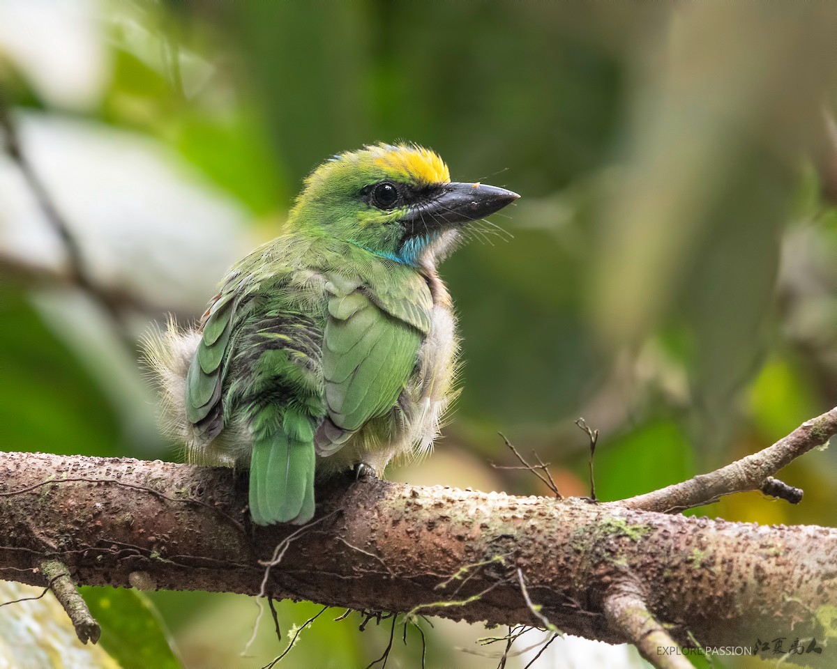 Yellow-crowned Barbet - ML240975111