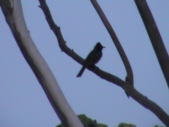 Red-vented Bulbul - ML240975491