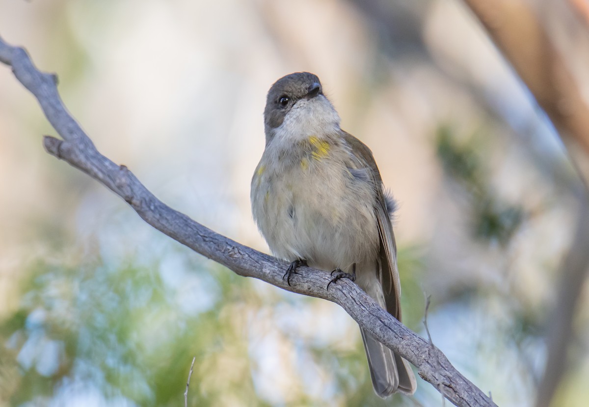 Golden Whistler - ML240976061