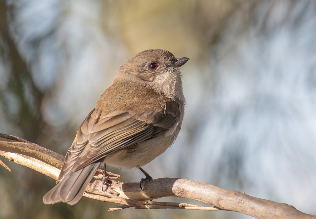 Golden Whistler - ML240976101