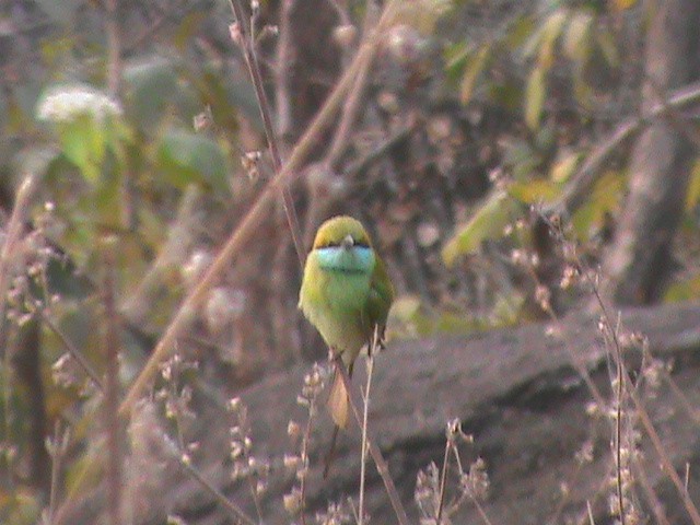 Asian Green Bee-eater - ML240976151