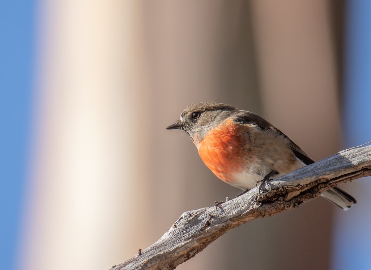 Scarlet Robin (Scarlet) - ML240976191