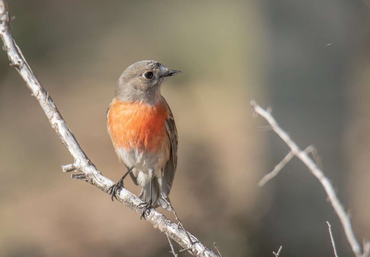 Scarlet Robin (Scarlet) - ML240976211