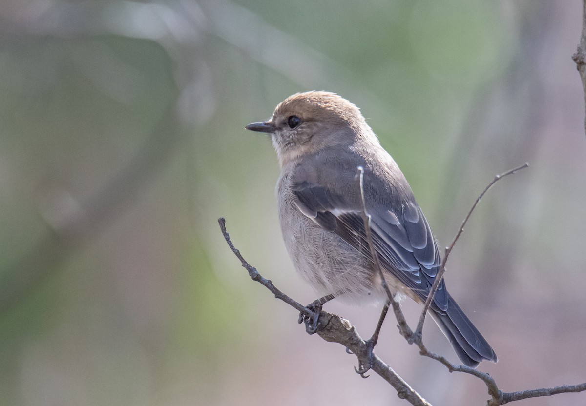 Dusky Robin - ML240976231