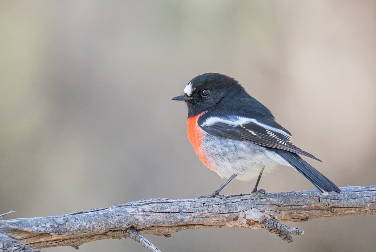 Scarlet Robin (Scarlet) - ML240976291