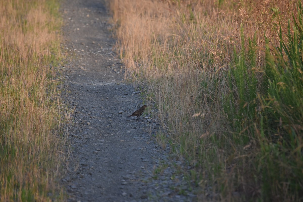 Red-winged Blackbird - ML240976651