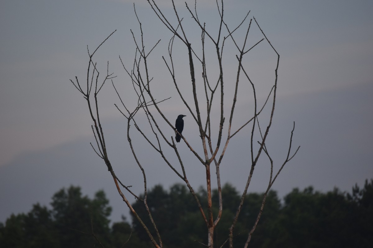 Common Grackle - ML240976731