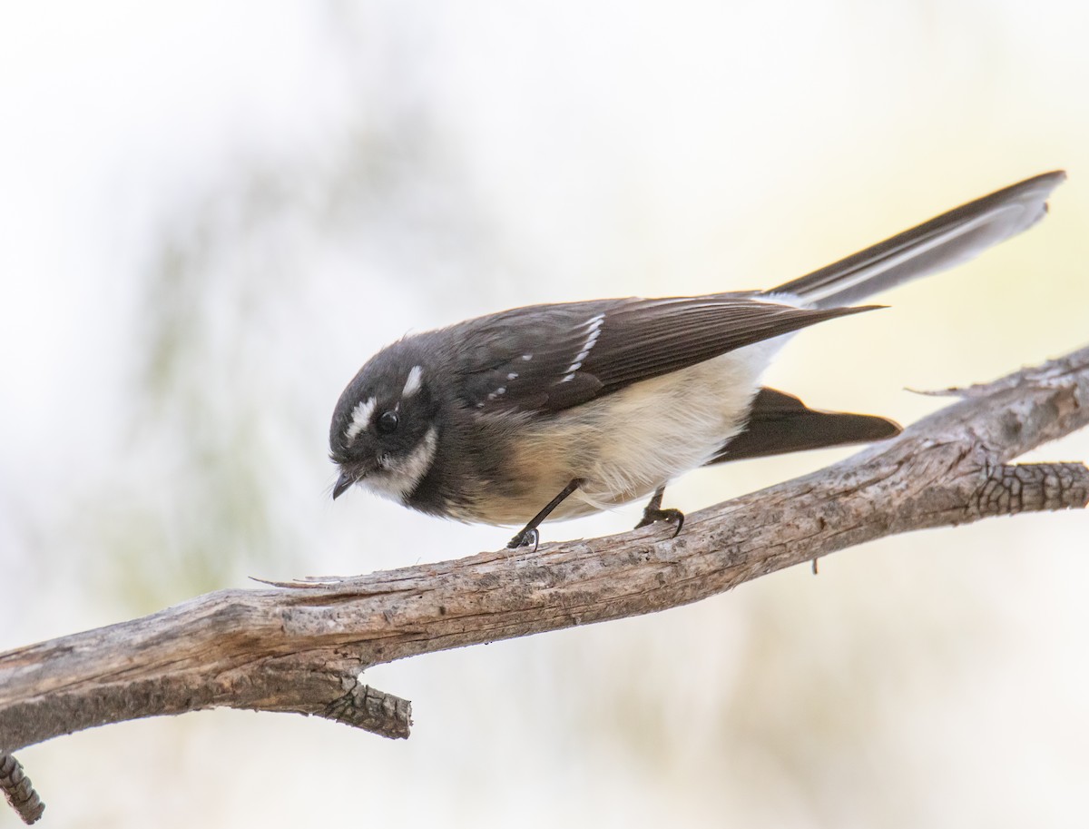 Gray Fantail (albiscapa) - ML240977881
