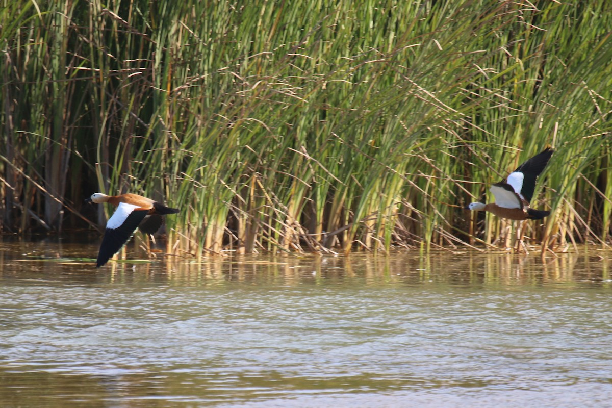 Ruddy Shelduck - ML240980071