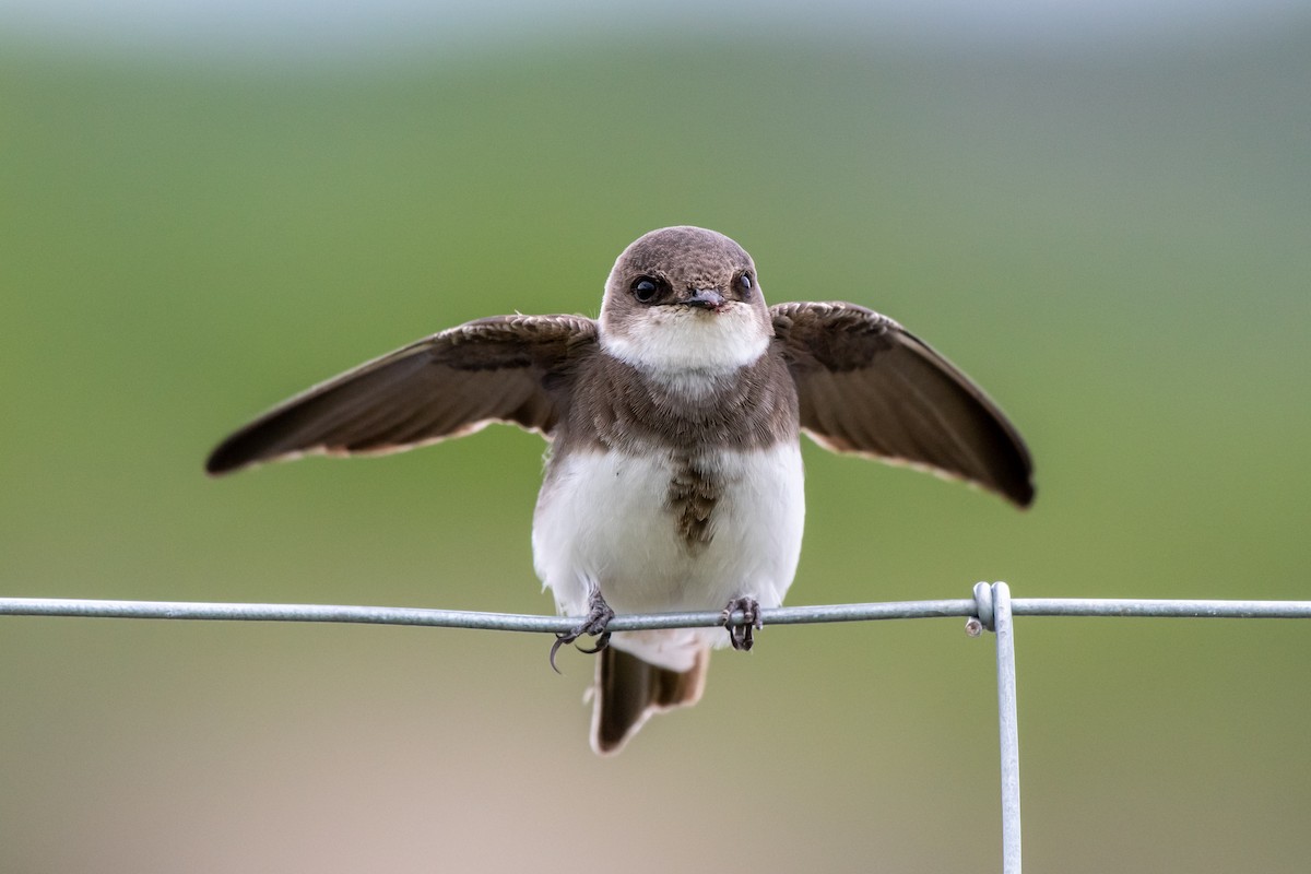 Bank Swallow - ML240980691