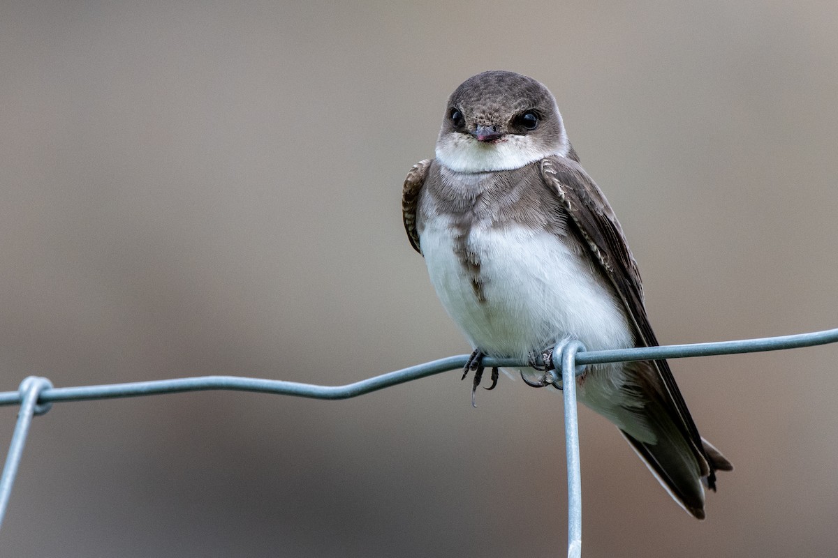 Bank Swallow - ML240980911