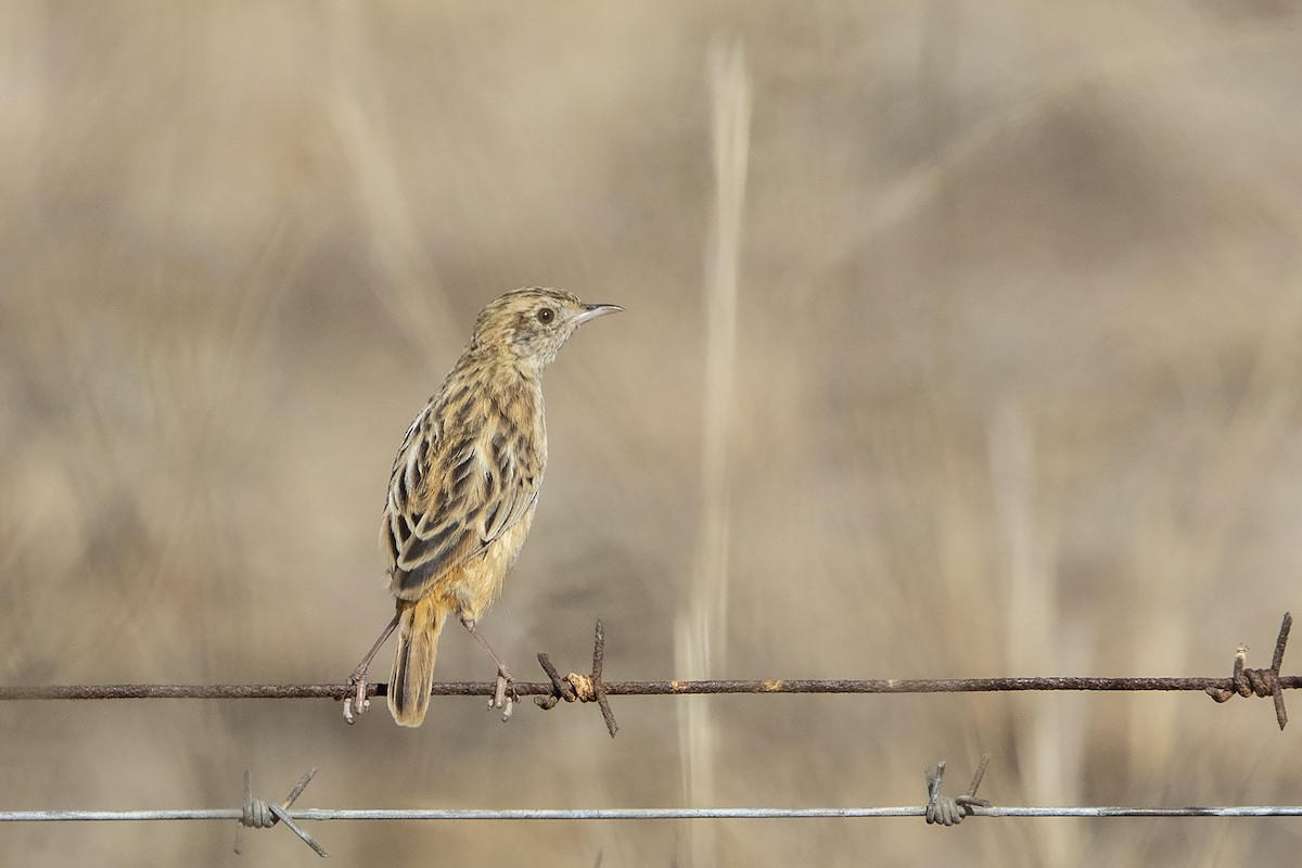 Cloud Cisticola (Cloud) - ML240981261