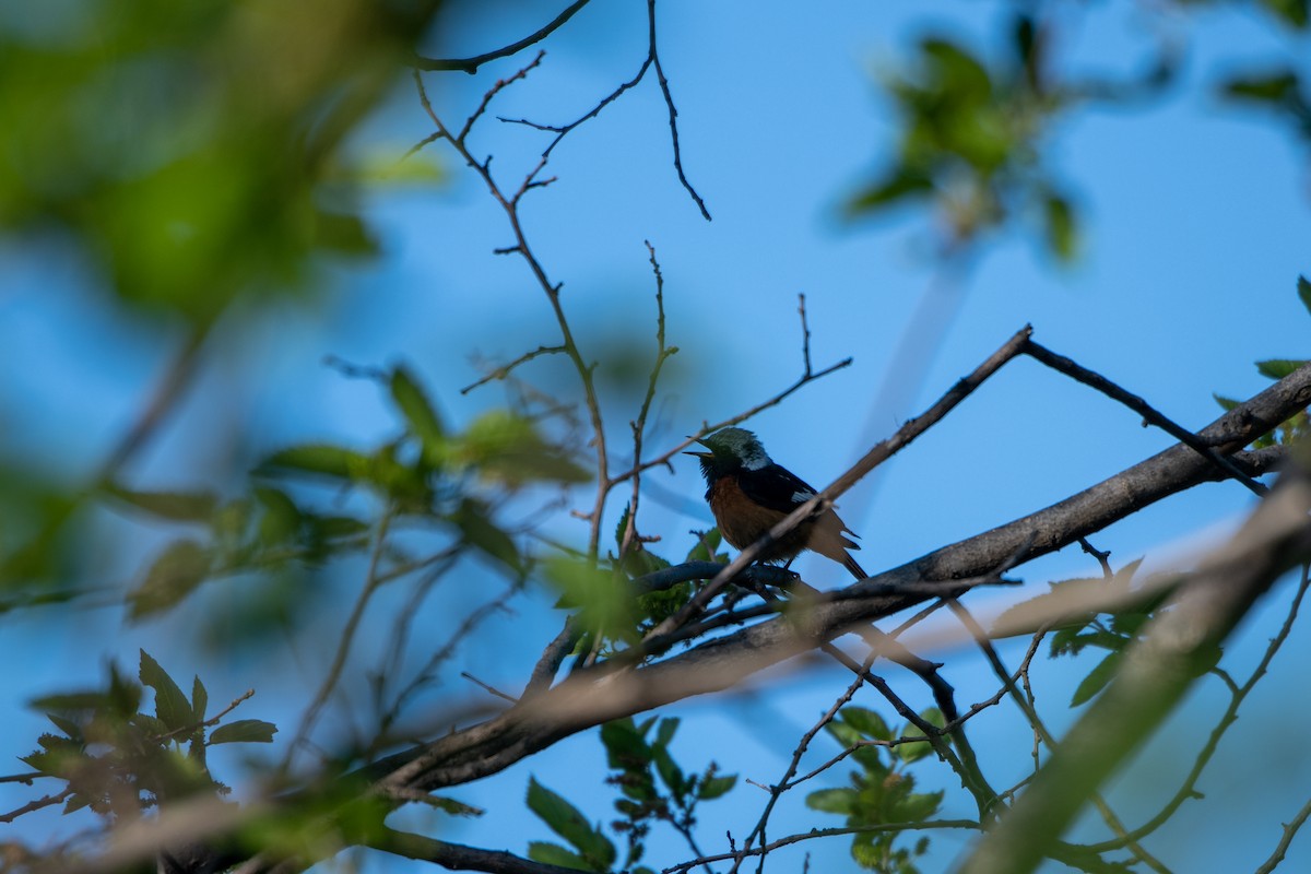 Daurian Redstart - ML240981271