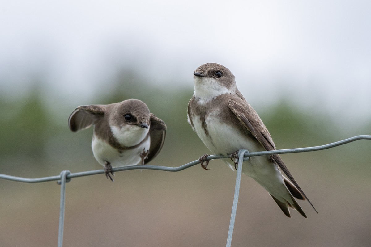 Bank Swallow - ML240981421